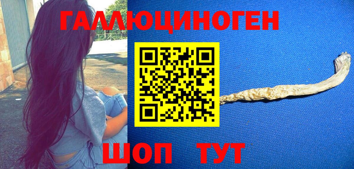 Псилоцибиновые грибы Psilocybine cubensis Кингисепп